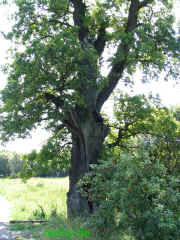 dicke-eiche_12-08-07-144_xl.jpg (231084 Byte)