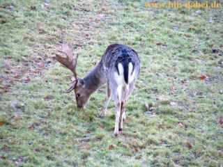 burg_frankenstein_09-12-07_7921-xl.jpg (188015 Byte)