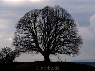 baum-09-02-07-29-xl.jpg (144201 Byte)
