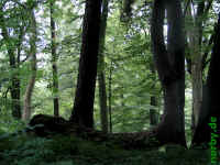 blumenstein_23-06-07_59-xl.jpg (183823 Byte)