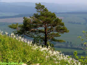 sagenhafterberg-24-05-07-125-xl.jpg (158787 Byte)