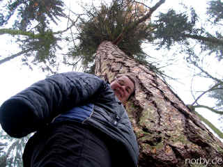 aelteste_laerche_29-11-07_7768-xl.jpg (179799 Byte)