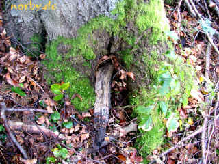 katzenhaus_07-10-07_7022-xl.jpg (250176 Byte)