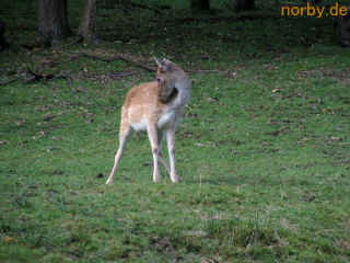 gehegewasser_30-09-07_6857-xl.jpg (161934 Byte)