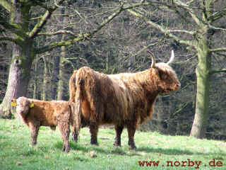 meebachsgrund_06-04-08_1300-l.jpg (128563 Byte)