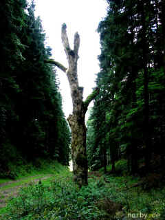 grauer-stuhl_24-08-08_1991-l.jpg (99036 Byte)