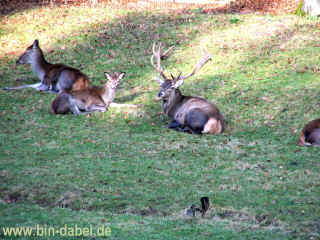 damwild_23-01-08_9331-xl.jpg (200874 Byte)