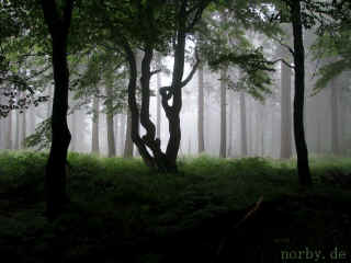 rennsteig-inselsberg_13-07-08_730