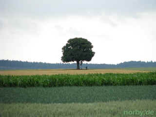 riesenloeffel_friemar_28-06-08_2916-l.jpg (43001 Byte)