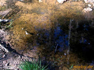 ko-1_11-05-08_2902-l.jpg (107836 Byte)