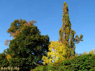 Oma's Erster 12-10-08 3111-l.jpg (99269 Byte)
