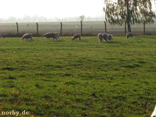 gabelbaum 12-10-08 3155-l.jpg (92323 Byte)