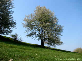 Alphabet 24-04-09 7045-l.jpg (129233 Byte)