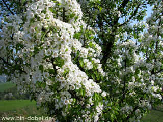 Alphabet 24-04-09 7089-l.jpg (184575 Byte)