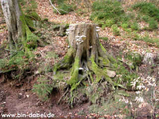 Spittergrund 10-04-09 6136-l.jpg (149467 Byte)