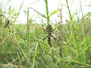 An der Werra 02-08-09 9110.jpg (98270 Byte)