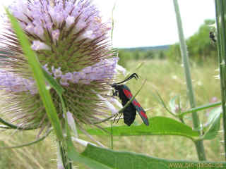 LoewenzahnCache 09-08-09 9326.jpg (222544 Byte)