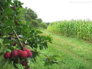 Ohne-Schuhe-Weg 09-08-09 9203.jpg (98329 Byte)