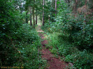 Ohne-Schuhe-Weg 09-08-09 9221.jpg (102152 Byte)