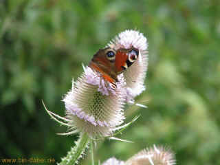 Ohne-Schuhe-Weg 09-08-09 9272.jpg (90944 Byte)