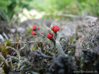 Reif fuer die Insel 30-08-09 0115.jpg (95386 Byte)