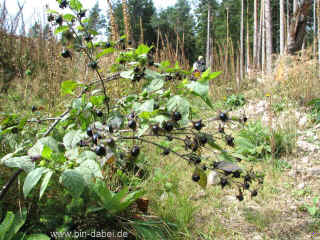 Runen raunen 21-08-09 9778.jpg (111879 Byte)