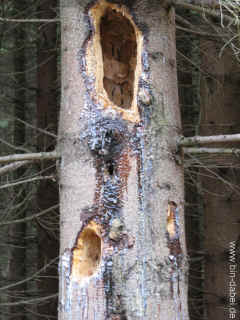 Runen raunen 21-08-09 9815.jpg (314500 Byte)