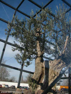 quadratisch praktisch gut 06-02-09 4941-l.jpg (348675 Byte)