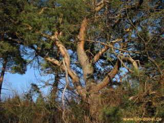 Maerchenraetsel 25-01-09 3559-l.jpg (151322 Byte)