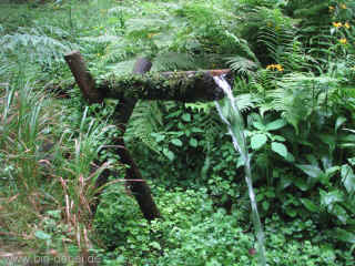 Wedelbachteich 18-07-09 8597.jpg (102711 Byte)