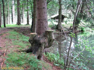 Wedelbachteich 18-07-09 8618.jpg (102374 Byte)