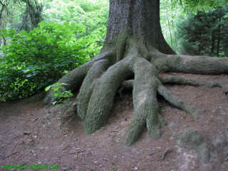 Ein kinderleichtes Raetsel14-06-09 7555.jpg (126678 Byte)