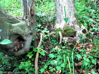 Gipsbruch Kittelsthal 20-06-09 158.jpg (317863 Byte)