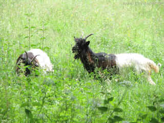 Luisentaler Wasserfall 20-06-09 081.jpg (99390 Byte)