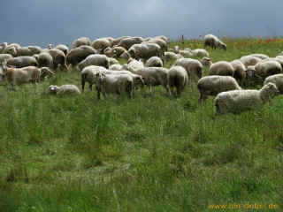 Russenbunker 07-06-09 8901.jpg (224471 Byte)