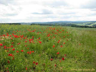 Russenbunker 07-06-09 8909.jpg (91447 Byte)