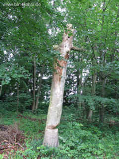 Smiley Revier 28-06-2009 7816.jpg (99695 Byte)