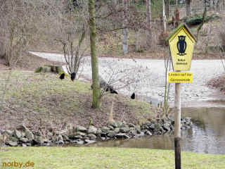 Gaenseweide in Emleben 14-03-09 6099-l.jpg (140949 Byte)