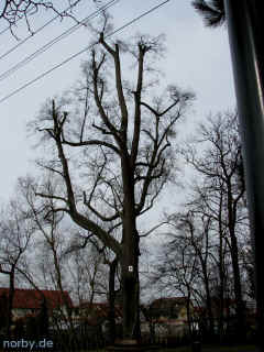 Gaenseweide in Emleben 14-03-09 6100-l.jpg (112447 Byte)