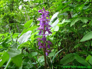 Arnstaedter Persoenlichkeiten - B Kiesewetter 16-05-09 6889-l.jpg (125663 Byte)