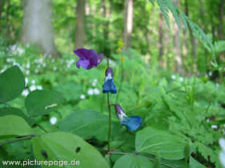 Geopark Drei Gleichen Teil 4 - Quelle Eymersborn 03-05-09 8734-l.jpg (59924 Byte)