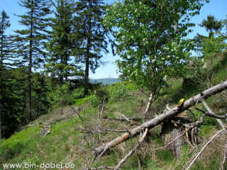 Simmetsbergstein 10-05-09 9035-l.jpg (173151 Byte)