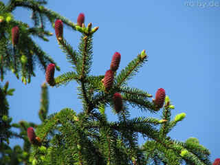 Simmetsbergstein 10-05-09 9063-l.jpg (109312 Byte)