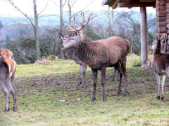Wildgehege Tambach 18-11-09 0834.jpg (98368 Byte)