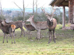 Wildgehege Tambach 18-11-09 0846.jpg (97672 Byte)