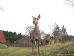 Wildgehege Tambach 18-11-09 0886.jpg (97583 Byte)