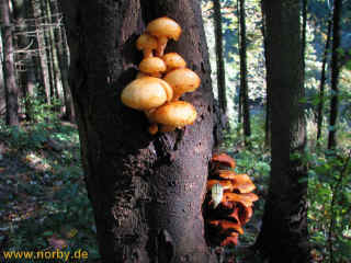 Fix am Brunnen 19-10-09 0383.jpg (98039 Byte)