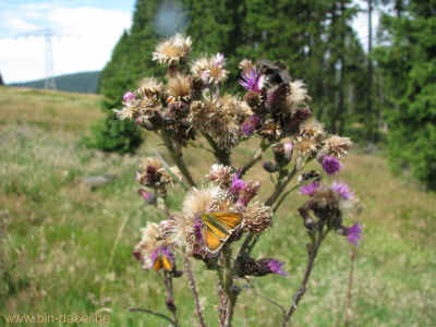 Foerster Rudolph 01-08-10 6245.jpg (98645 Byte)