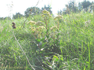 Hoerselbergblick 05-09-2010 6662.jpg (99504 Byte)