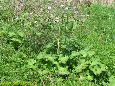 Hoerselbergblick 05-09-2010 6664.jpg (99144 Byte)